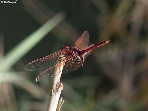 Trithemis annulata  Geotagged,Israel,Summer,Trithemis annulata,Violet dropwing