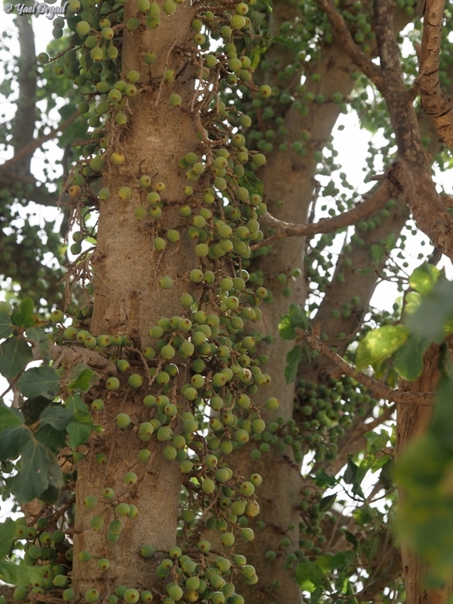 Ficus sycomorus  Ficus  sycomorus,Ficus sycomorus,Geotagged,Israel,Summer