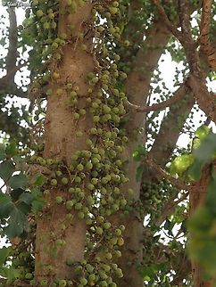 Ficus sycomorus  Ficus  sycomorus,Ficus sycomorus,Geotagged,Israel,Summer