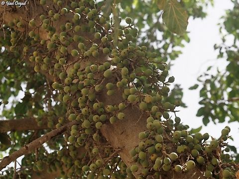 Ficus sycomorus  Ficus  sycomorus,Ficus sycomorus,Geotagged,Israel,Summer