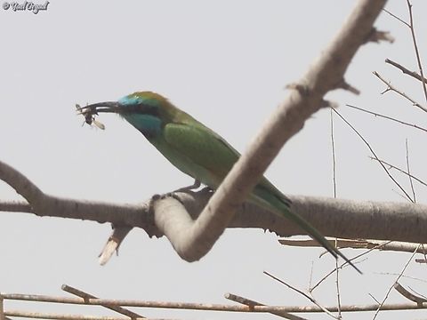 Merops cyanophrys  Arabian green bee-eater,Geotagged,Israel,Merops cyanophrys,Summer