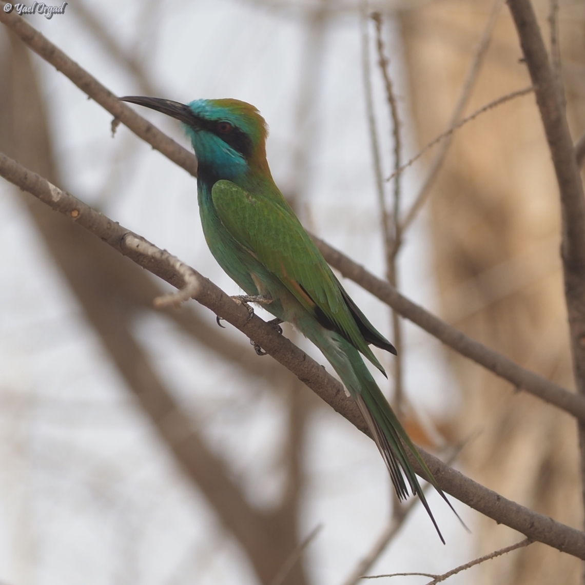 Merops cyanophrys  Arabian green bee-eater,Geotagged,Israel,Merops cyanophrys,Summer