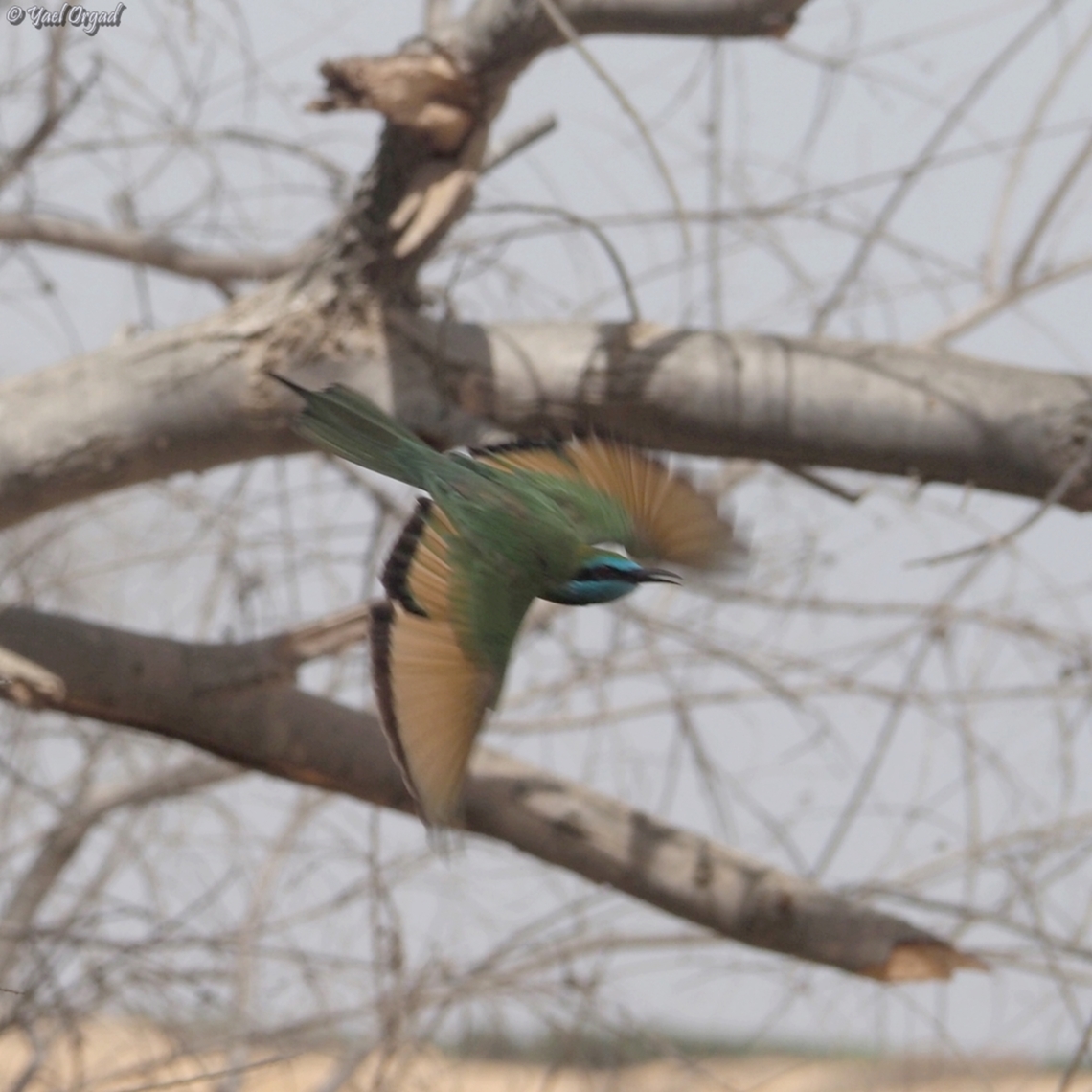 Merops cyanophrys  Arabian green bee-eater,Geotagged,Israel,Merops cyanophrys,Summer