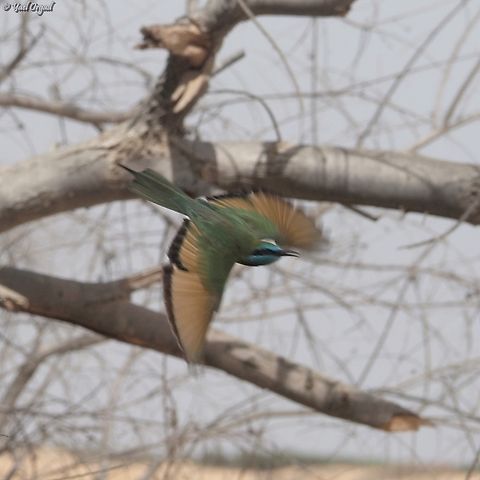 Merops cyanophrys  Arabian green bee-eater,Geotagged,Israel,Merops cyanophrys,Summer