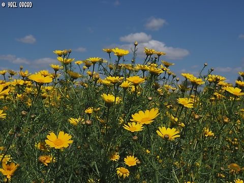 Glebionis coronaria in the eastern side of the Mediterranean the Glebionis coronaria are mostly yellow and not bicolored. Garland Chrysanthemum,Geotagged,Glebionis coronaria,Israel,Spring