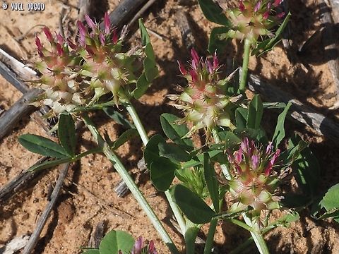 Trifolium spumosum  Geotagged,Israel,Spring,Trifolium spumosum