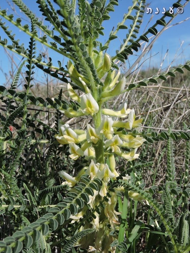 Astragalus aleppicus  Aleppo Milkvetch,Astragalus aleppicus,Geotagged,Israel,Winter