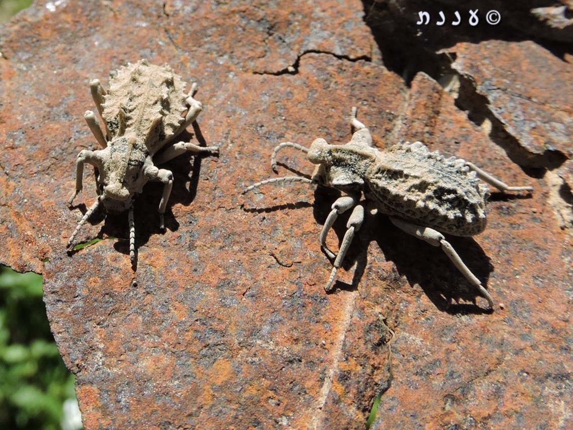 Sepidium tricuspidatum these are black beetles, but they are covered with tiny hairs that sand sticks to, so they look sand-colored.  Geotagged,Israel,Sepidium tricuspidatum,Winter