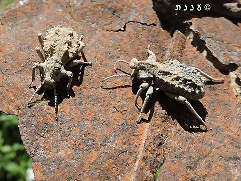 Sepidium tricuspidatum these are black beetles, but they are covered with tiny hairs that sand sticks to, so they look sand-colored.  Geotagged,Israel,Sepidium tricuspidatum,Winter