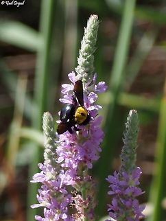 Xylocopa pubescens on Lythrum salicaria  Fall,Geotagged,Israel,Lythrum_salicaria,Pubescent Carpenter Bee,Xylocopa pubescens