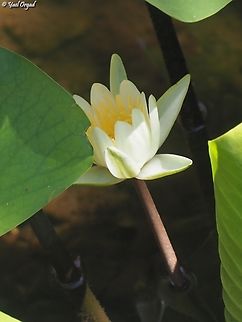 Nymphaea alba reintroduced in the Yarkon Park birding center ponds. European white waterlily,Fall,Geotagged,Israel,Nymphaea alba