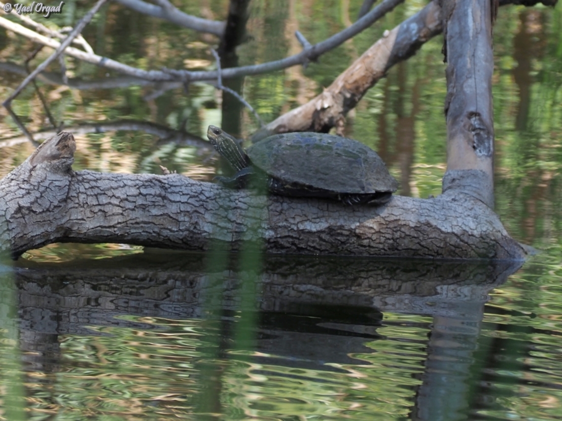 Pond Turtle  Balkan pond turtle,Fall,Geotagged,Israel,Mauremys rivulata