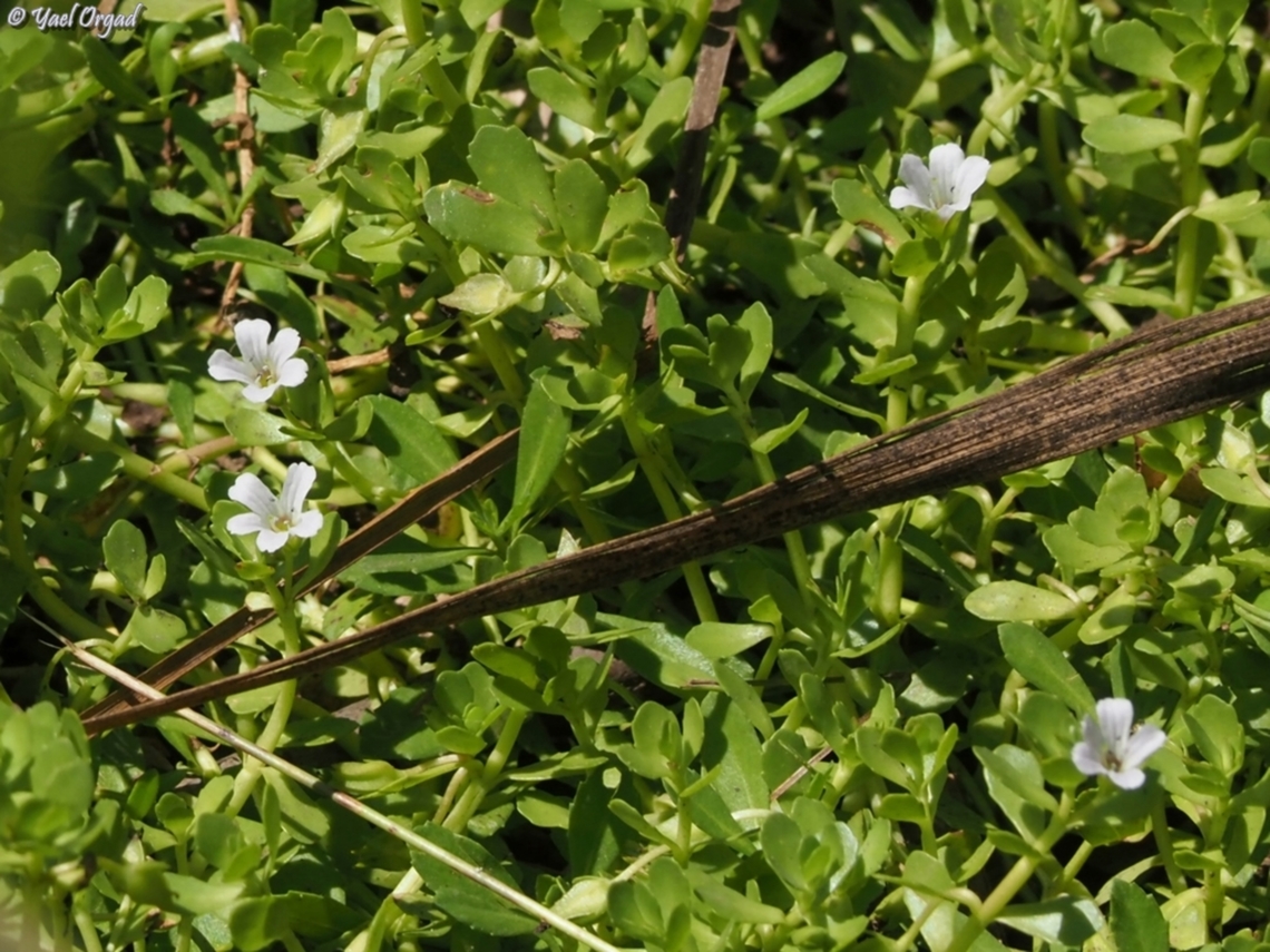 Bacopa monnieri  Bacopa monnieri,Fall,Geotagged,Israel