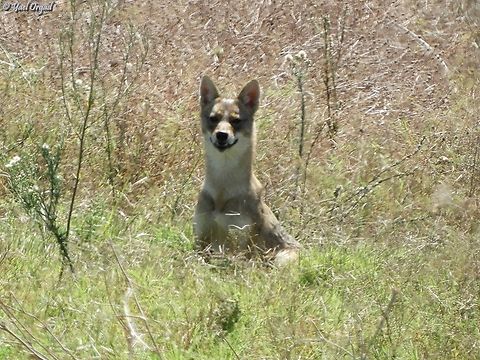 Canis aureus  Canis aureus,Fall,Geotagged,Golden jackal,Israel