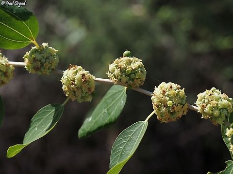 Ziziphus spina-christi  Christ's Thorn Jujube,Fall,Geotagged,Israel,Ziziphus spina-christi