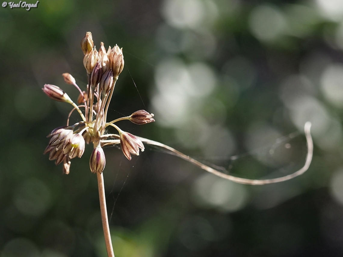 Allium tardiflorum  Allium tardiflorum,Fall,Geotagged,Israel