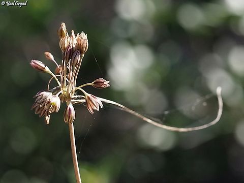 Allium tardiflorum  Allium tardiflorum,Fall,Geotagged,Israel