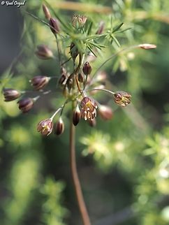 Allium tardiflorum  Allium tardiflorum,Fall,Geotagged,Israel