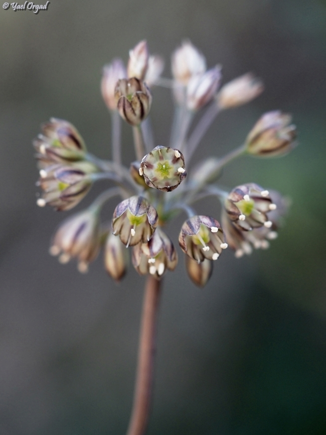 Allium tardiflorum  Allium tardiflorum,Fall,Geotagged,Israel