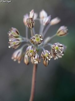 Allium tardiflorum  Allium tardiflorum,Fall,Geotagged,Israel