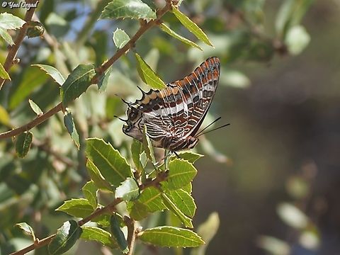 Charaxes jasius  Charaxes jasius,Fall,Geotagged,Israel,Two-tailed Pasha