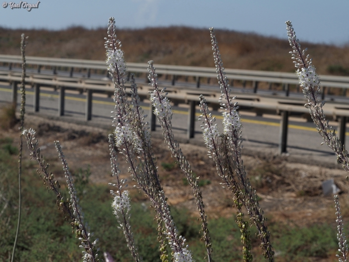 near the highway &quot;Life&quot; in Israel, 2024. <br />
we decided to go visit our family in the near-north, in Haifa. the highways not in central Israel are now mostly empty, because of the war. <br />
about 2 KM before entering the city, there was a bomb-alarm. missiles being fired at us from Lebanon, by Hezbulla. <br />
so we stopped at the side of the road, and went to lie down on the thorns a few meters away from the car. <br />
Luckily for us, the missiles this time were intercepted by our defense system. no one was hurt. <br />
we waited 10 minutes, as instructed by the military, and looked around us... we saw the Sea-Squills blooming, so before returning to the car, we went to take a picture of them. <br />
 Drimia aphylla,Fall,Geotagged,Israel
