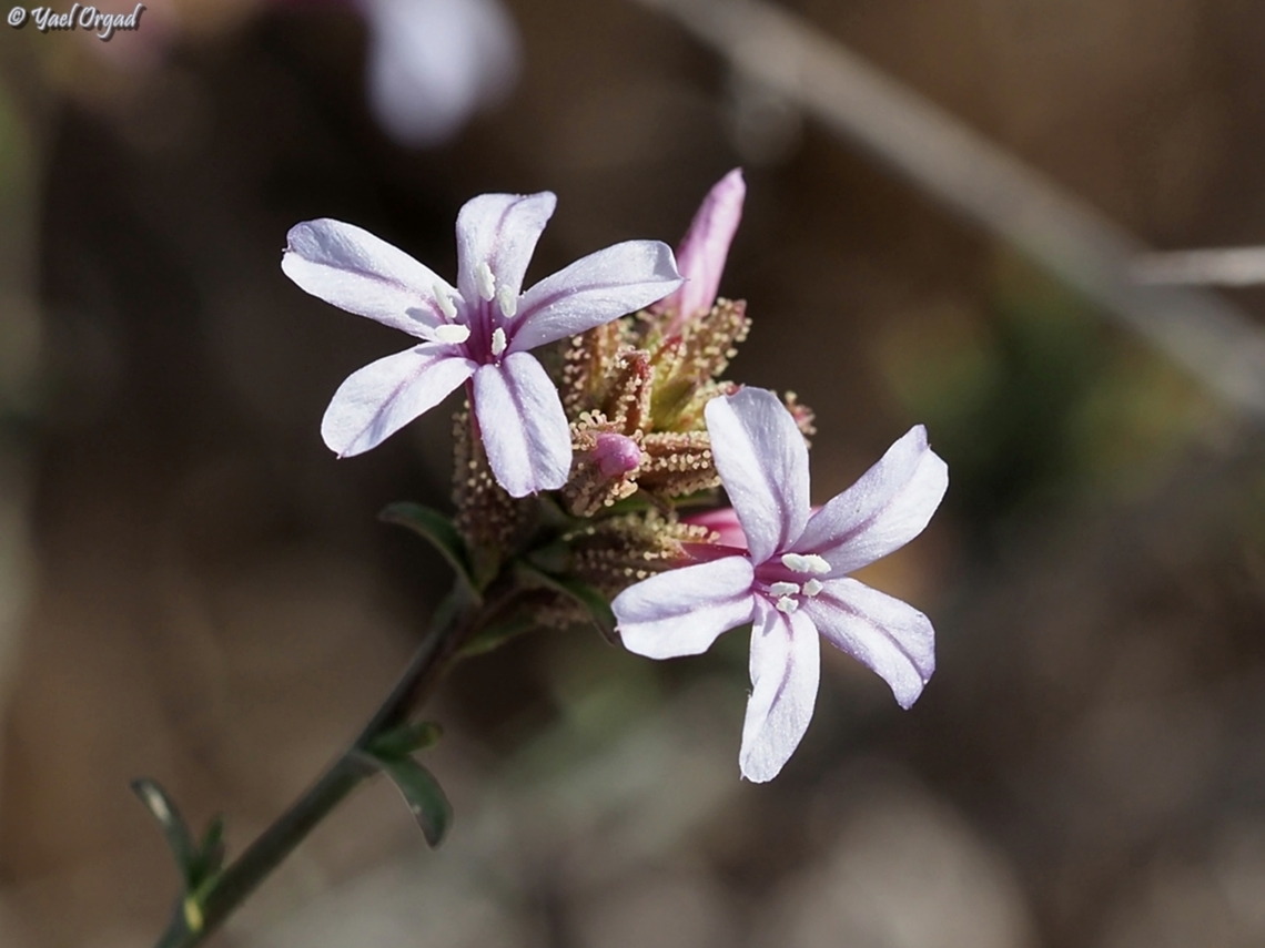 Plumbago europaea  Common Leadwort,Fall,Geotagged,Plumbago europaea