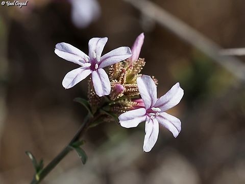 Plumbago europaea  Common Leadwort,Fall,Geotagged,Plumbago europaea