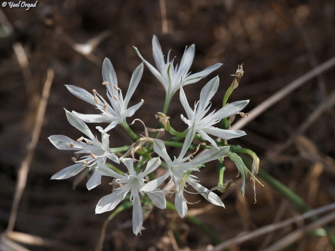 Vagaria parviflora  Fall,Geotagged,Vagaria parviflora
