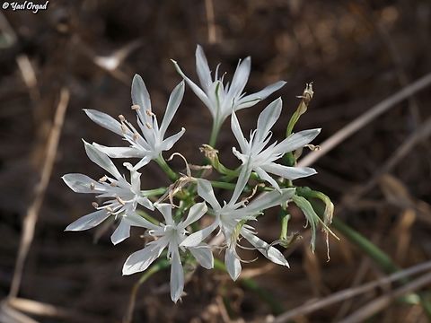 Vagaria parviflora  Fall,Geotagged,Vagaria parviflora
