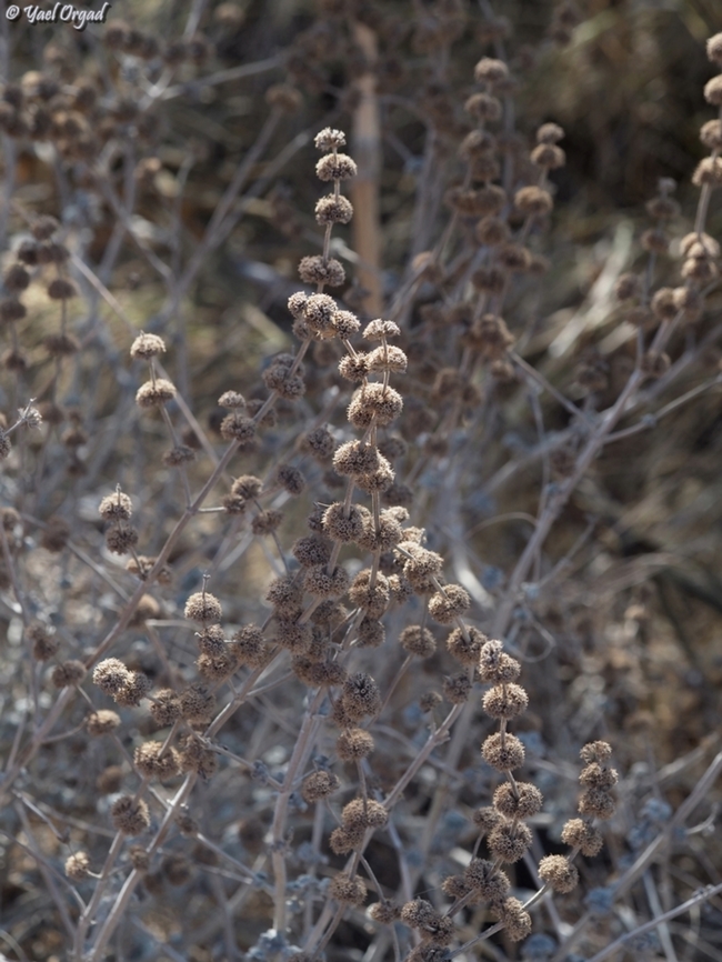 Marrubium vulgare  Fall,Geotagged,Marrubium vulgare,White horehound