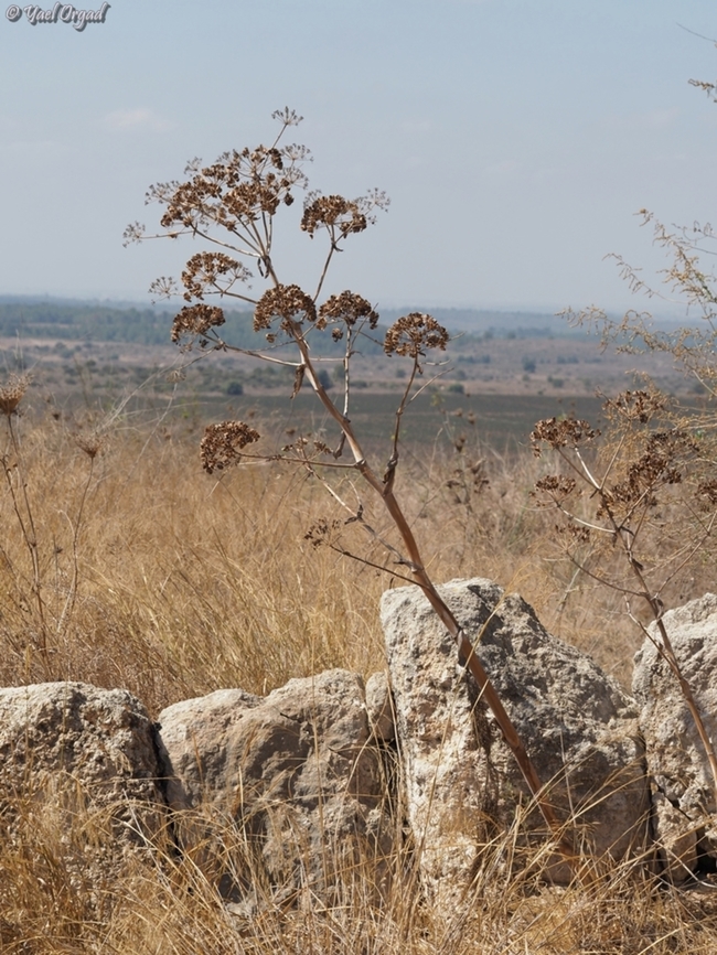 Ferula communis  Fall,Ferula communis,Geotagged,Giant fennel
