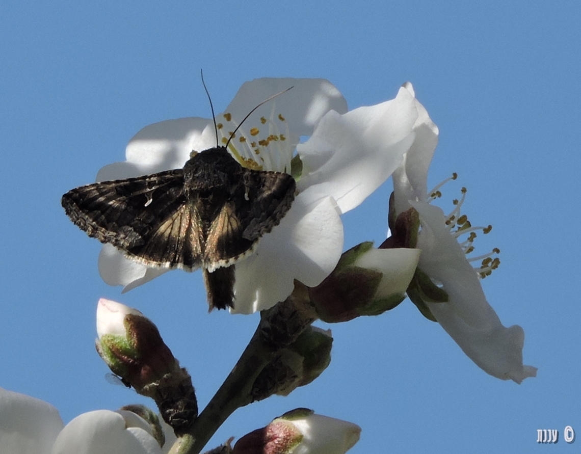 Autographa gamma on Prunus amygdalus  Autographa gamma,Geotagged,Israel,Prunus amygdalus,Silver Y,Winter