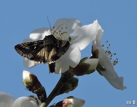 Autographa gamma on Prunus amygdalus  Autographa gamma,Geotagged,Israel,Prunus amygdalus,Silver Y,Winter