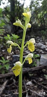 Orchis punctulata a hypochromic plant - the flowers are yellow, and not the usual red-brown-yellow Geotagged,Israel,Orchis punctulata,Small-dotted Orchis,Winter