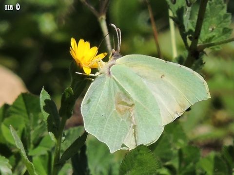 Gonepteryx cleopatra - female  Geotagged,Gonepteryx cleopatra,Israel,Winter