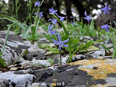 Scilla cilicica  Geotagged,Israel,Scilla cilicica,Winter