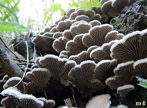 Schizophyllum commune  Geotagged,Israel,Schizophyllum commune,Schizophyllum_commune,Winter