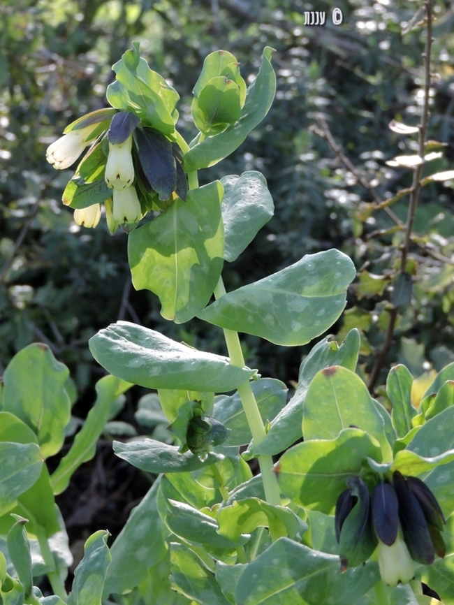 Cerinthe palaestina  Cerinthe palaestina,Geotagged,Israel,Winter