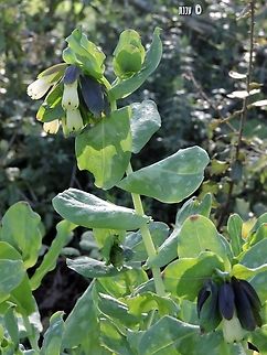 Cerinthe palaestina  Cerinthe palaestina,Geotagged,Israel,Winter