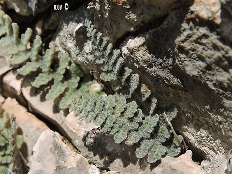 Cosentinia vellea  Cosentinia,Cosentinia vellea,Geotagged,Israel,Winter