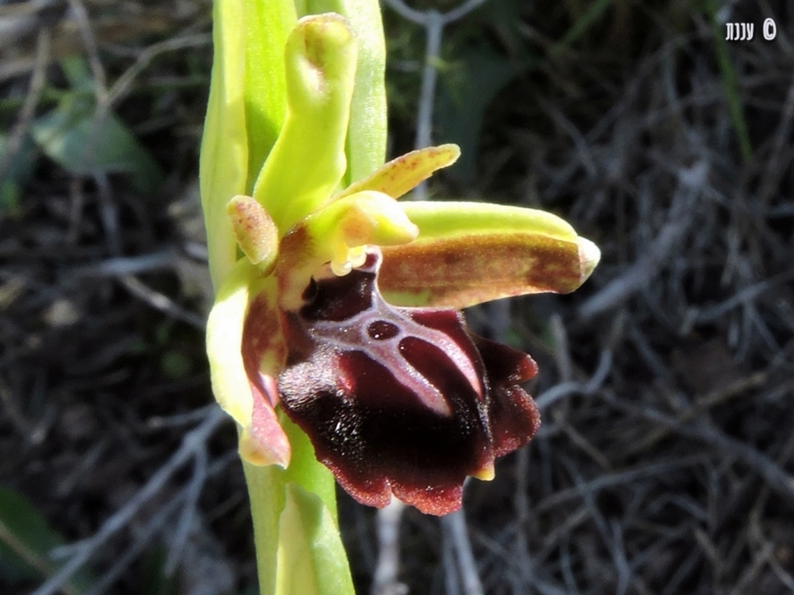 Ophrys sphegodes  Early Spider-Orchid,Geotagged,Israel,Ophrys sphegodes,Winter