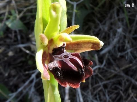 Ophrys sphegodes  Early Spider-Orchid,Geotagged,Israel,Ophrys sphegodes,Winter