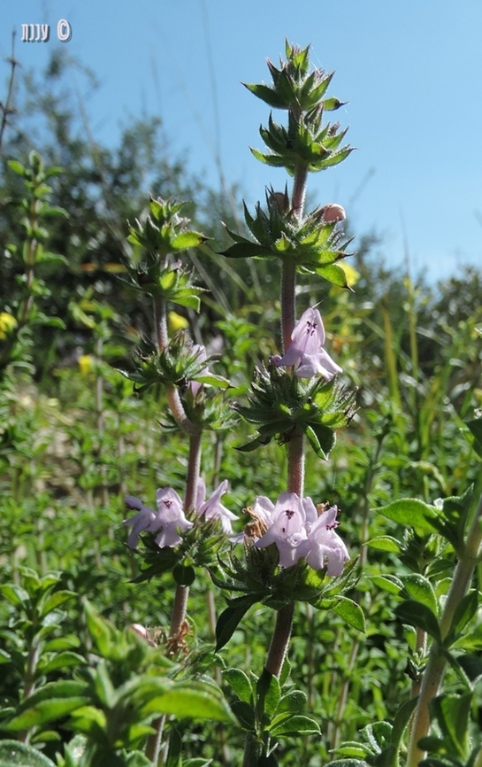 Satureja thymbra  Geotagged,Israel,Satureja thymbra,Thyme-leaved Savory,Winter
