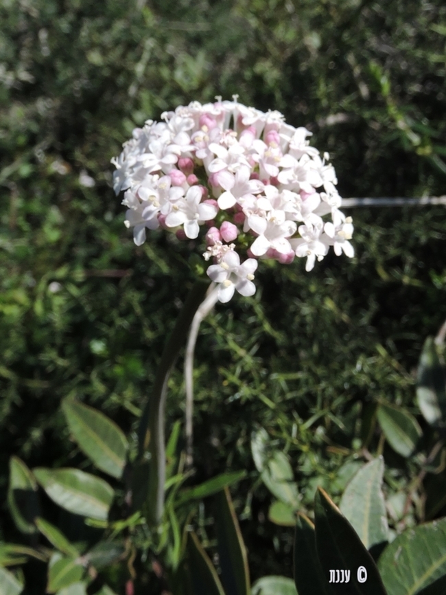 Valeriana dioscoridis  Geotagged,Israel,Valeriana dioscoridis,Winter