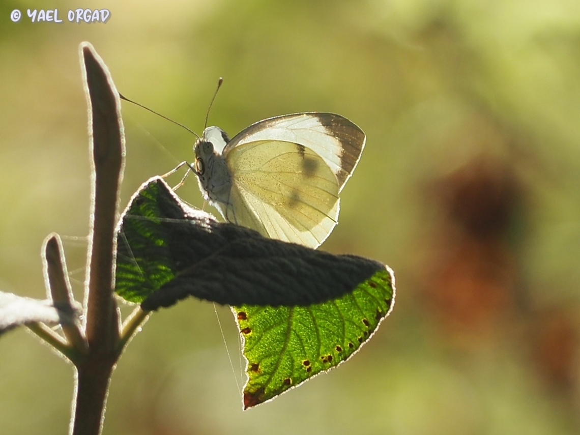 Pieris brassicae  Fall,Geotagged,Israel,Large white,Pieris brassicae