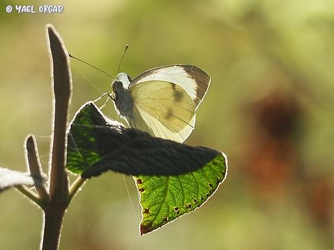 Pieris brassicae  Fall,Geotagged,Israel,Large white,Pieris brassicae