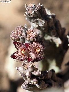Caralluma europaea var. judaica  Caralluma europaea,European Caralluma,Fall,Geotagged,Israel