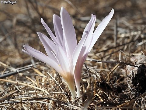 Colchicum hierosolymitanum  Colchicum hierosolymitanum,Fall,Geotagged,Israel