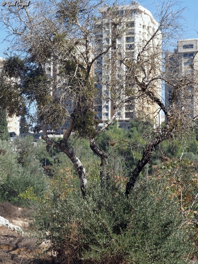 Olive and Red-Berried Mistletoe the green patches on the tree are Red-Berried Mistletoe (Viscum cruciatum), which is a parasite that killed the olive tree. But Olives are strong trees! and this one is regenerating from the roots, all the greenery at the bottom of the tree are new olives that will grow to be a new tree.  Fall,Geotagged,Israel,Olea europaea,Olive Tree,Red-berry mistletoe,Viscum cruciatum